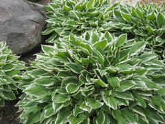 Francee Plantain Lily ~ Hosta 'Francee' 19CM