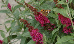 Miss Molly Butterfly Bush ~ Buddleia x 'Miss Molly' G3