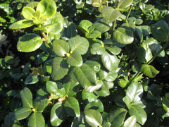 Greenlane™ Wintercreeper ~ Euonymus fortunei var. radicans 'Grezam' G2