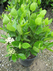 Winterthur Viburnum ~ Viburnum nudum 'Winterthur' G3