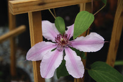 Double Rose™ Clematis ~ Clematis 'CleminovA29' 19CM
