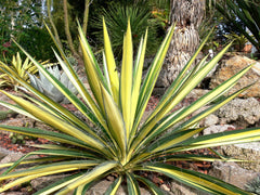 Color Guard Yucca ~ Yucca filamentosa 'Color Guard' G2