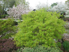 Viridis Japanese Maple ~ Acer palmatum 'Viridis'  G3 15"