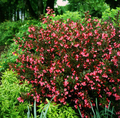 Wine & Roses® Weigela ~ Weigela florida 'Alexandra' G3