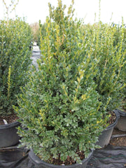 Green Mountain Boxwood Cylinder ~ Buxus x 'Green Mountain' G3