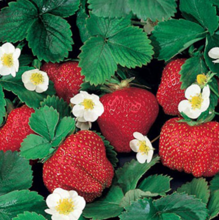 Ozark Beauty Everbearing Strawberry Plant ~ Fragaria ananassa 'Ozark Beauty' G1