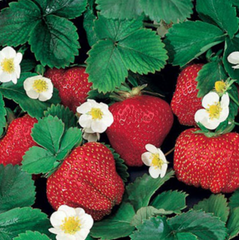 Ozark Beauty Everbearing Strawberry Plant ~ Fragaria ananassa 'Ozark Beauty' G1