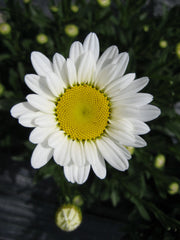 Becky Shasta Daisy ~ Leucanthemum x superbum 'Becky' 19CM