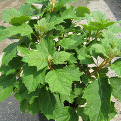 Alice Oakleaf Hydrangea ~ Hydrangea quercifolia 'Alice' G3