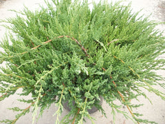 Green Sargent Juniper ~ Juniperus chinensis 'Sargentii' G3