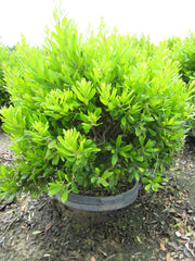 Northern Bayberry ~ Myrica pensylvanica G3
