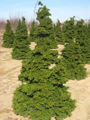 Compact Hinoki Cypress ~ Chamaecyparis obtusa 'Compacta' G7