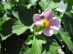 September Charm Japanese Windflower ~ Anemone x hybrida 'September Charm' 19CM