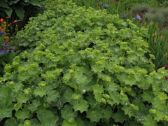 Thriller Lady's Mantle ~ Alchemilla mollis 'Thriller' 19CM