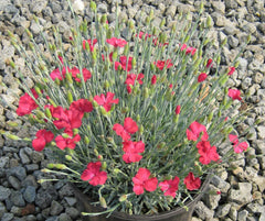Frosty Fire Pinks ~ Dianthus x 'Frosty Fire' 19CM
