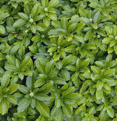 Japanese Pachysandra ~ Pachysandra terminalis G1