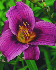 Grape Magic Daylily ~ Hemerocallis 'Grape Magic' 19CM