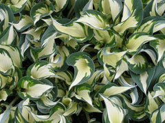 Fire and Ice Plantain Lily ~ Hosta 'Fire and Ice' 19CM