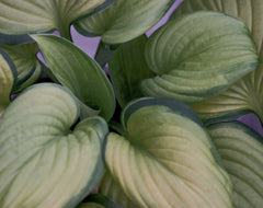 Guacamole Plantain Lily ~ Hosta 'Guacamole' 19CM