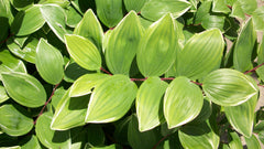 Variegated Solomon's Seal ~ Polygonatum odoratum 19CM
