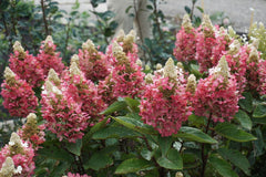 Flare™ Hardy Hydrangea ~ Hydrangea paniculata ‘Kolmavesu‘ G3