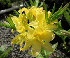 Lemon Lights Azalea ~ Rhododendron 'Lemon Lights' G3