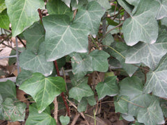 English Ivy ~ Hedera helix G1