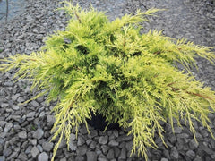 Gold Lace Juniper ~ Juniperus chinensis 'Gold Lace' G3