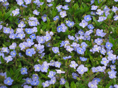 Georgia Blue Speedwell ~ Veronica peduncularis 'Georgia Blue' 19CM
