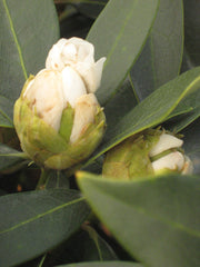 Chionoides Rhododendron ~ Rhododendron 'Chionoides' G3