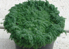 Elfin Thyme ~ Thymus serpyllum 'Elfin' 19CM