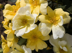 Sunny Knock Out® Rose ~ Rosa G3
