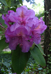 Lee's Dark Purple Rhododendron ~ Rhododendron x 'Lee's Dark Purple' G3