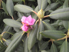 Roseum Elegans Rhododendron ~ Rhododendron x 'Roseum Elegans' G3