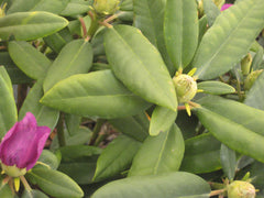 Boursault Catawba Rhododendron ~ Rhododendron catawbiense 'Boursault' G3