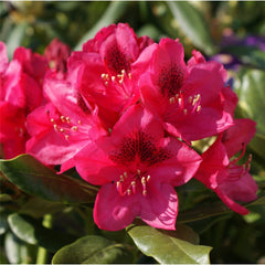 Nova Zembla Rhododendron ~ Rhododendron x 'Nova Zembla' G3