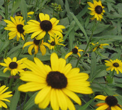 Viette's Little Suzy Black-Eyed Susan ~ Rudbeckia fulgida 19CM