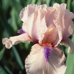 Concertina Reblooming Bearded Iris ~ Iris germanica 'Concertina' 19CM