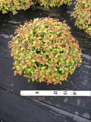 Magic Carpet Spirea ~ Spiraea japonica 'Walbuma' G3