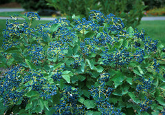 Blue Muffin® Arrowwood Viburnum ~ Viburnum dentatum 'Christom' G3