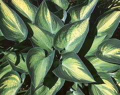 June Plantain Lily ~ Hosta 'June' 19CM