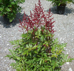 Montgomery Astilbe ~ Astilbe japonica 'Montgomery' 19CM