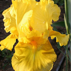 Pleasant Peasant Reblooming Bearded Iris ~ Iris germanica 'Pleasant Peasant' 19CM