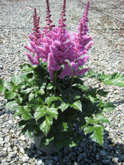 Vision in Purple Astilbe ~ Astilbe chinensis 'Vision in Purple' 19CM