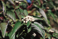 Bailey's Red Twig Dogwood ~ Cornus sericea 'Baileyi' G2