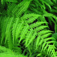 New York Fern ~ Thelypteris noveboracensis G1
