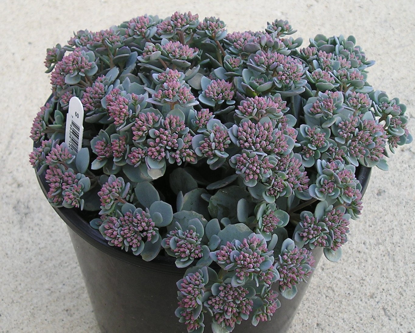 Lidakense Stonecrop ~ Sedum cauticola 'Lidakense' 19CM