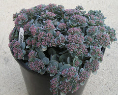 Lidakense Stonecrop ~ Sedum cauticola 'Lidakense' 19CM