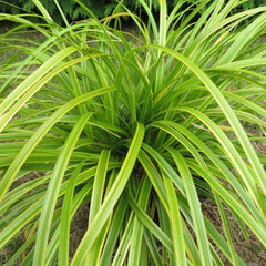 EverColor® Everlime Variegated Sedge ~ Carex oshimensis 'Everlime' 19CM