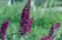 Black Knight Butterfly Bush ~ Buddleia davidii ‘Black Knight’ G3